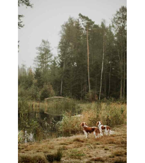 Observations: Knits and Essays from the Forest