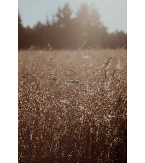 Observations: Knits and Essays from the Forest