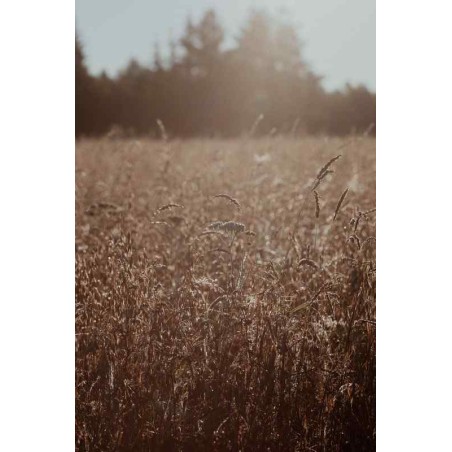 Observations: Knits and Essays from the Forest