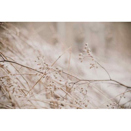 Observations: Knits and Essays from the Forest