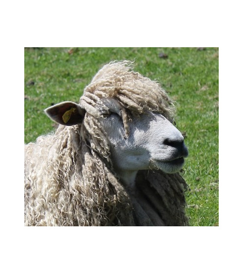 British Lonk Sheep Wool Yarn