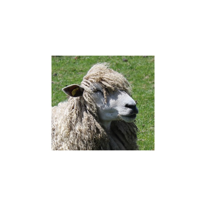 British Lonk Sheep Wool Yarn