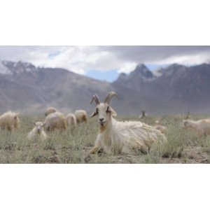 Cashmere