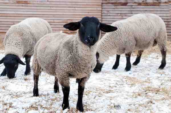 Suffolk ovca